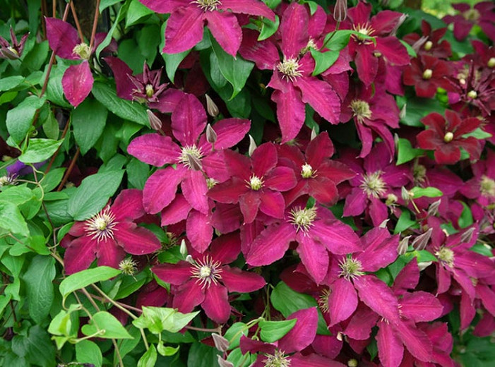 Clematis Ernest Markham (Late Large-Flowered Clematis)