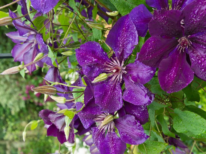 Clematis The President (Early Large-Flowered Clematis)