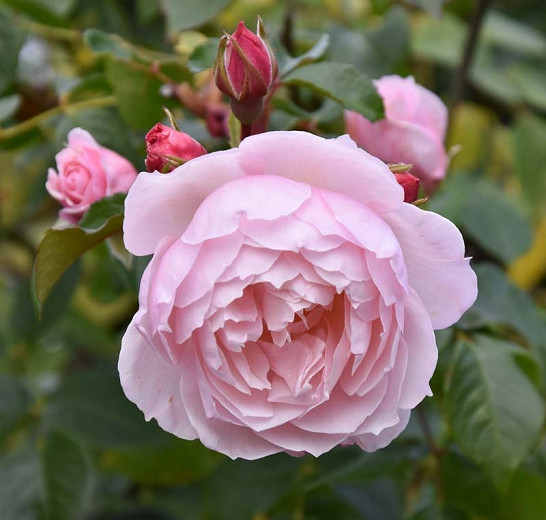 Rosa The Generous Gardener (English Rose)