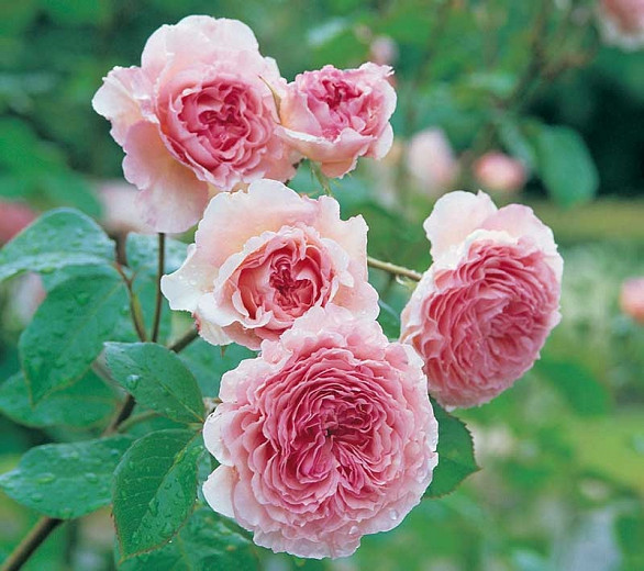 Rosa James Galway (English Rose)