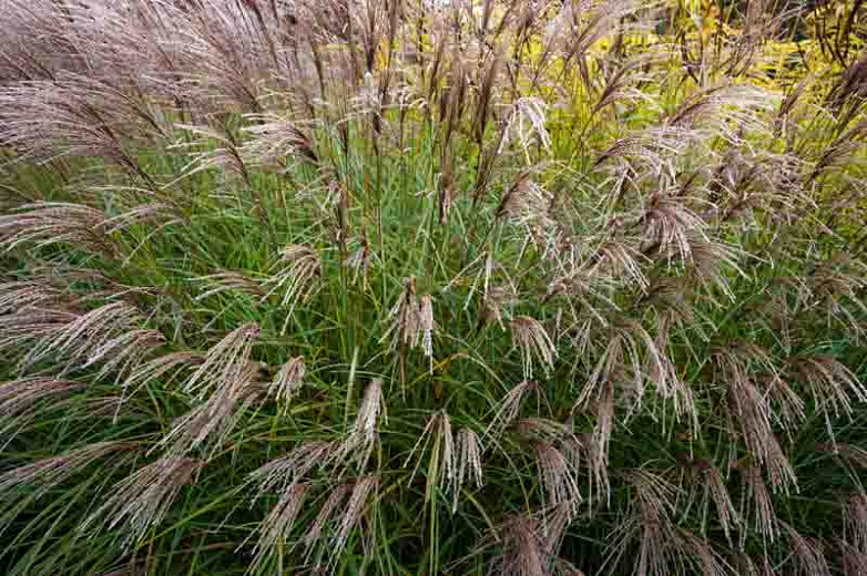 Miscanthus sinensis Yakushima Dwarf (Chinese Silver Grass)