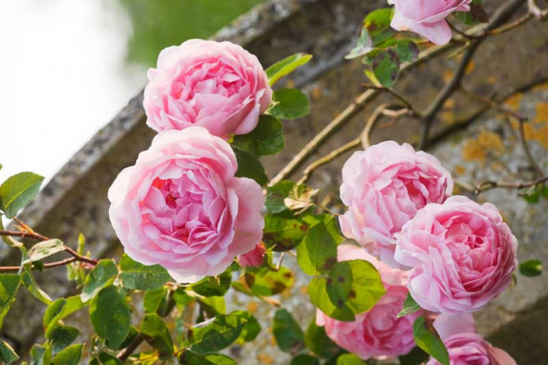 Rosa Constance Spry (English Rose)