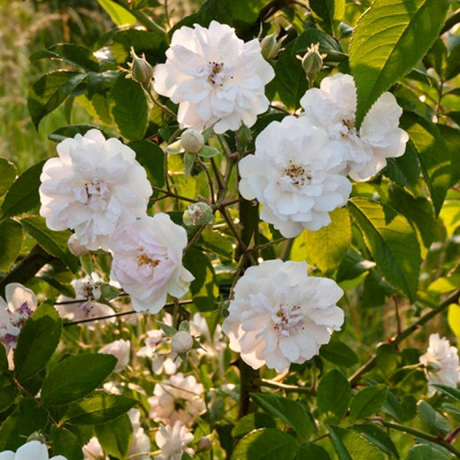 Rosa Pauls Himalayan Musk (Rambling Rose)