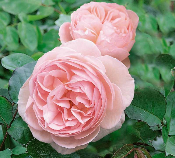 Rosa Heritage (English Rose)