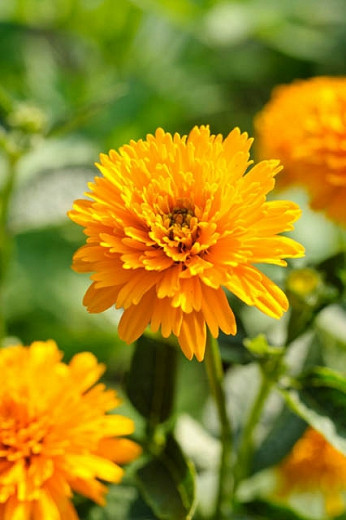 Heliopsis helianthoides Asahi (False Sunflower)