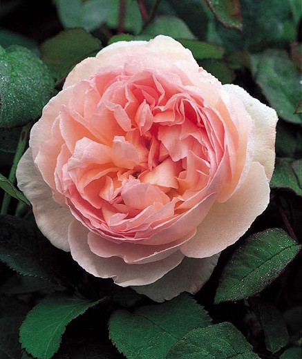 Rosa Sharifa Asma (English Rose)