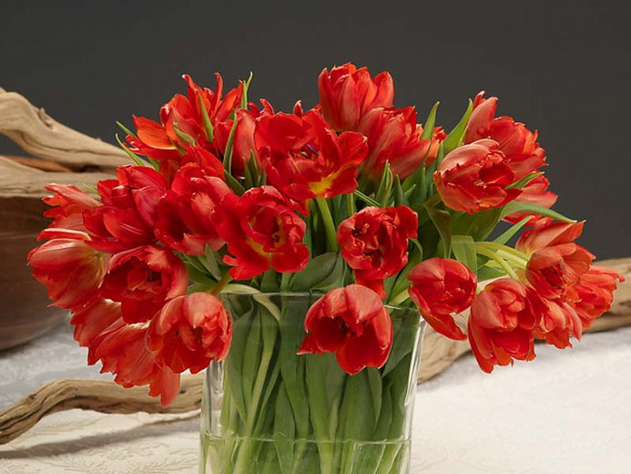 Tulipa Abba (Double Early Tulip)