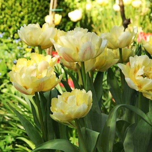 Tulipa Verona (Double Early Tulip)
