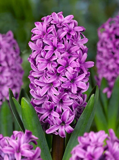 Hyacinthus orientalis Miss Saigon (Dutch Hyacinth)