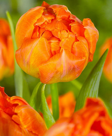 Tulipa Monte Orange (Double Early Tulip)
