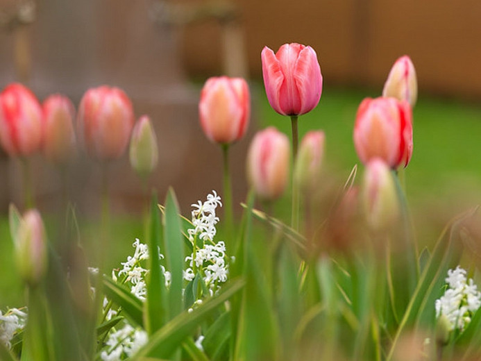 Tulipa Design Impression (Darwin Hybrid Tulip)