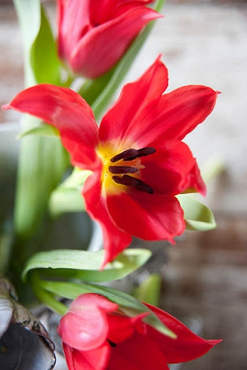 Tulipa Pretty Woman (Lily-Flowered Tulip)
