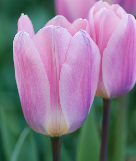 Tulipa Light And Dreamy (Darwin Hybrid Tulip)