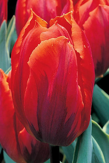 Tulipa Fire Queen (Single Early Tulip)