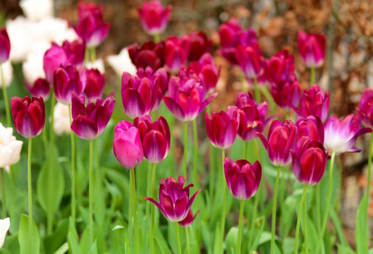 Tulipa Attila (Triumph Tulip)