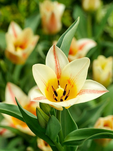 Tulipa Quebec (Greigii Tulip)