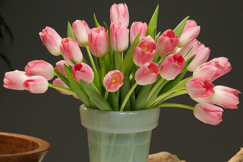 Tulipa Dynasty (Triumph Tulip)