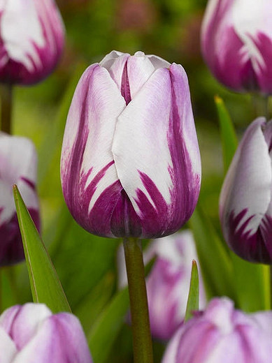 Tulipa Zurel (Triumph Tulip)