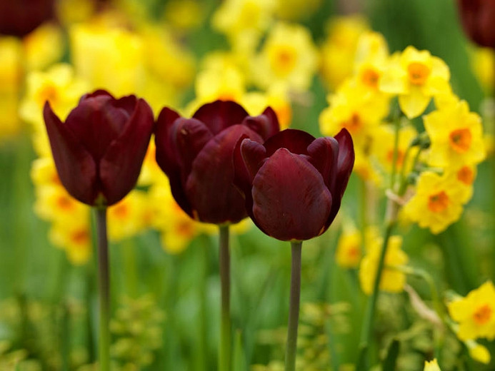 Tulipa Jan Reus (Triumph Tulip)