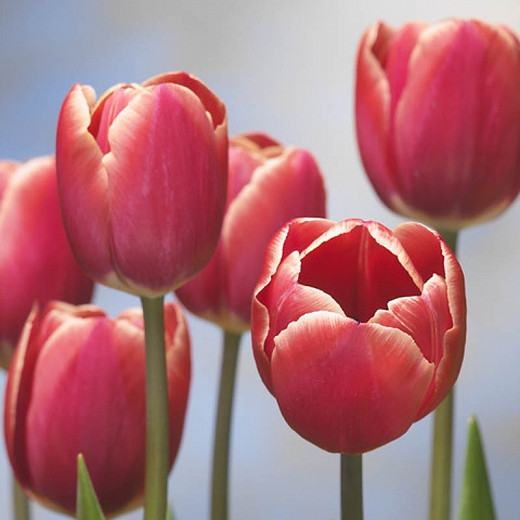 Tulipa Kung Fu (Triumph Tulip)