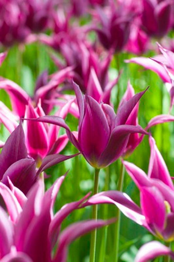 Tulipa Maytime (Lily-Flowered Tulip)