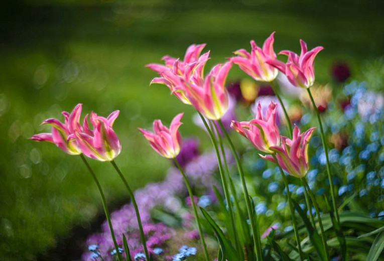 Tulipa Virichic (Lily-Flowered Tulip)