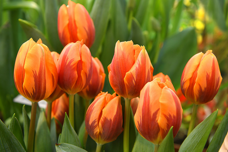 Tulipa Prinses Irene (Triumph Tulip)