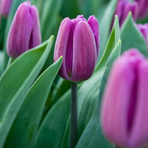 Tulipa Purple Flag (Triumph Tulip)