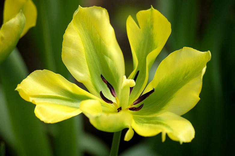 Tulipa Yellow Springgreen (Viridiflora Tulip)