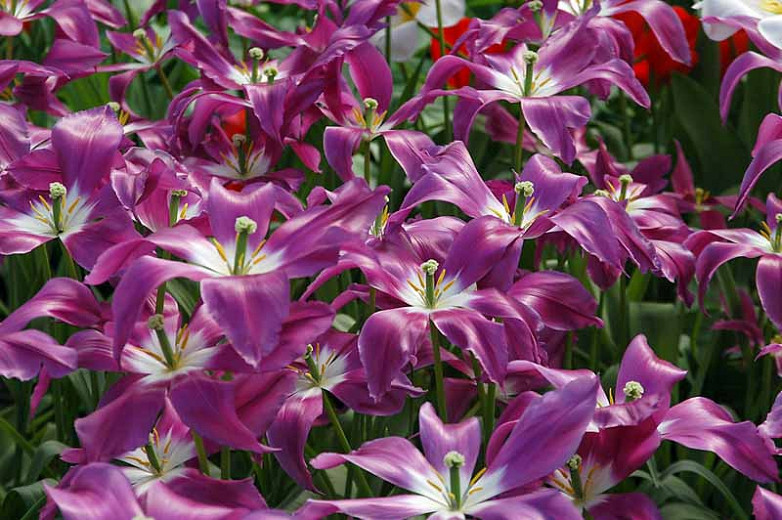 Tulipa Lilac Time (Lily-Flowered Tulip)