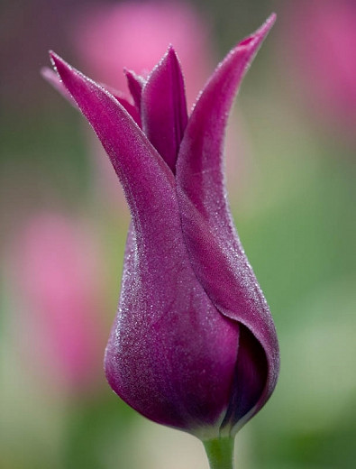 Tulipa Burgundy (Lily-Flowered Tulip)