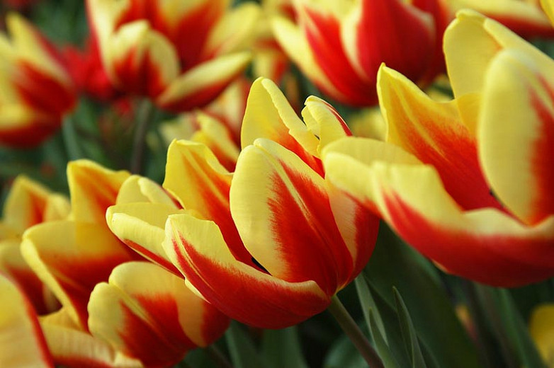 Tulipa Jan Seignette (Triumph Tulip)