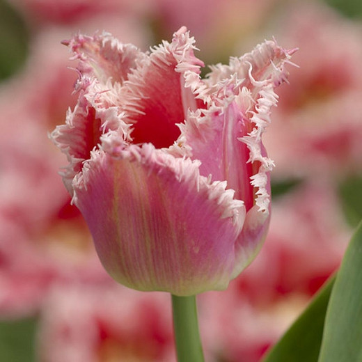 Tulipa Bell Song (Fringed Tulip)