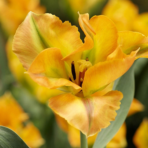 Tulipa Golden Artist (Viridiflora Tulip)