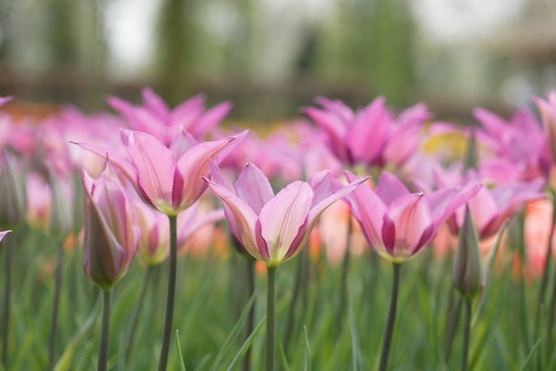 Tulipa Lilyrosa (Lily-Flowered Tulip)