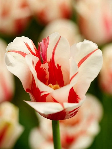 Tulipa Sorbet (Single Late Tulip)