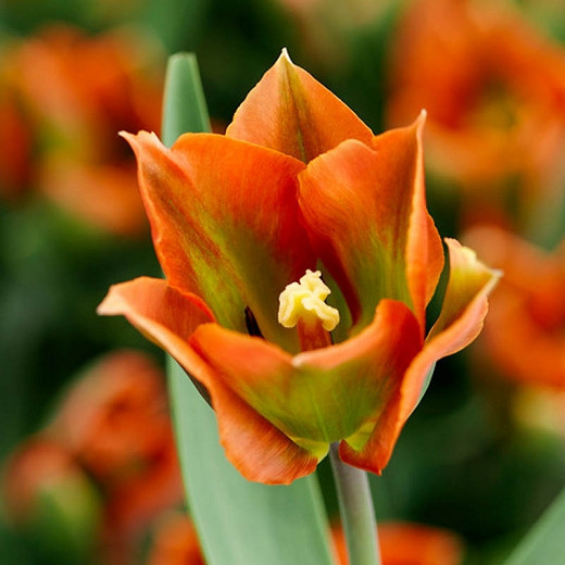 Tulipa Artist (Viridiflora Tulip)