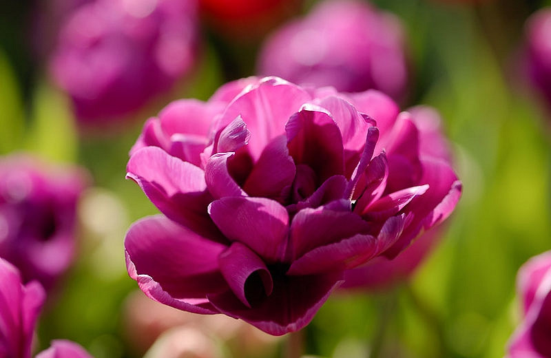 Tulipa Purple Jacket (Double Late Tulip)