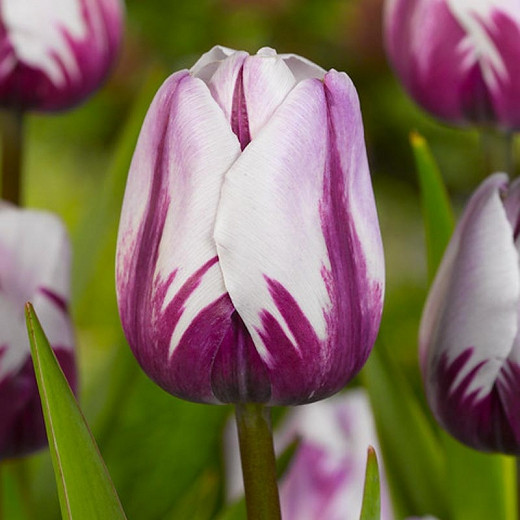 Tulipa Rems Favorite (Triumph Tulip)