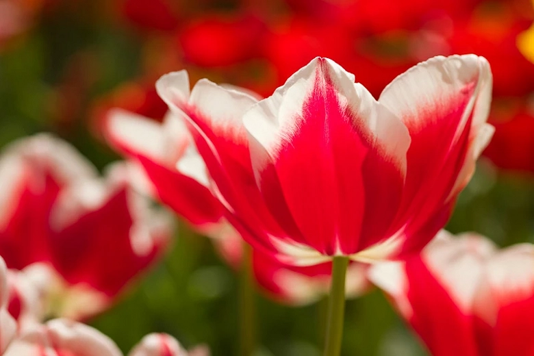 Tulipa Leen Van Der Mark (Triumph Tulip)
