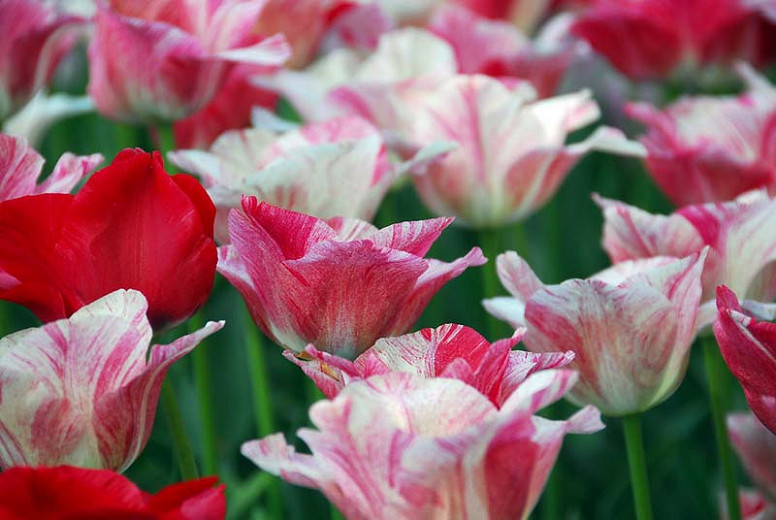 Tulipa Hemisphere (Triumph Tulip)