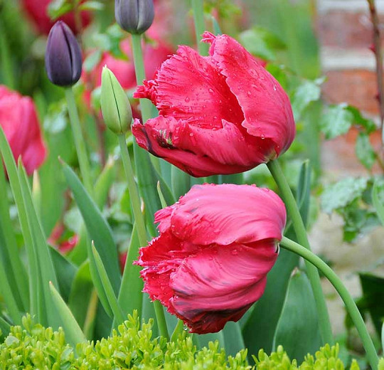 Tulipa Erna Lindgreen (Parrot Tulip)