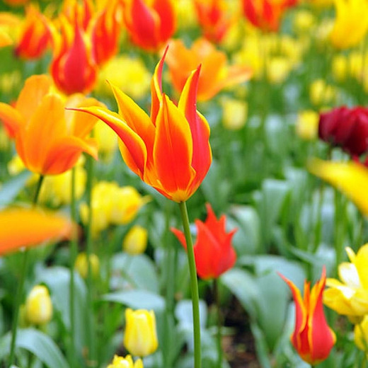 Tulipa Fly away (Lily-Flowered Tulip)