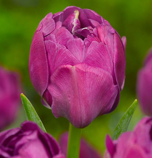 Tulipa Abigail (Double Late Tulip)