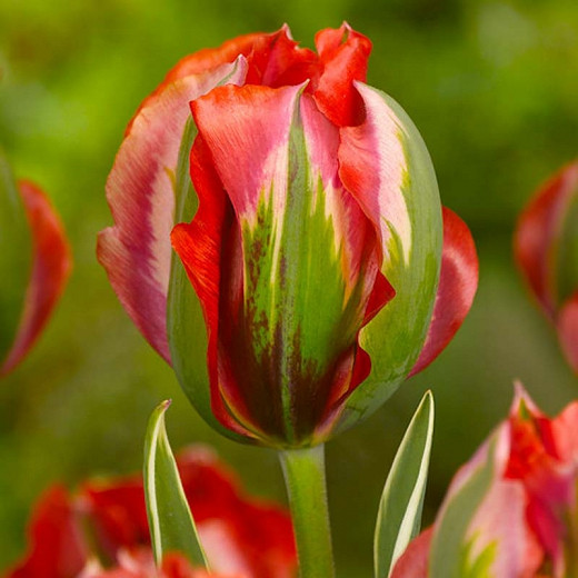 Tulipa Hollywood Star (Viridiflora Tulip)