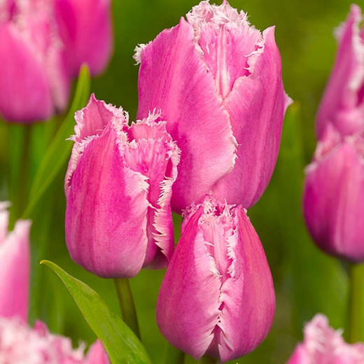 Tulipa Fringed Family (Fringed Tulip)