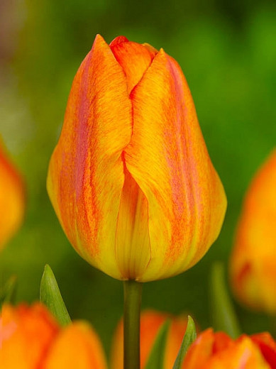 Tulipa Generaal De Wet (Single Early Tulip)