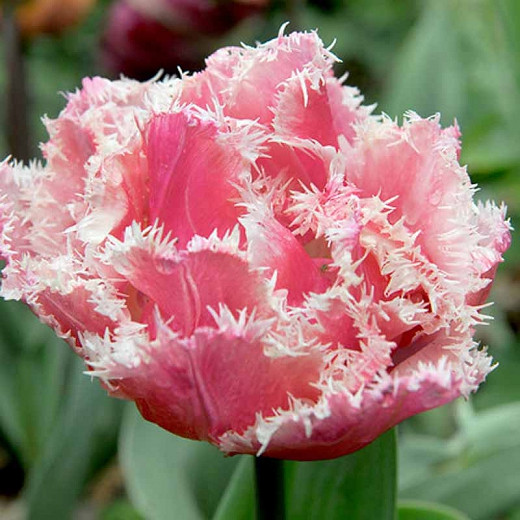 Tulipa Queensland (Fringed Tulip)