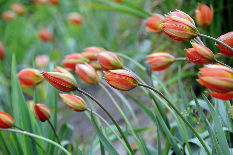 Tulipa whittallii (Botanical Tulip)