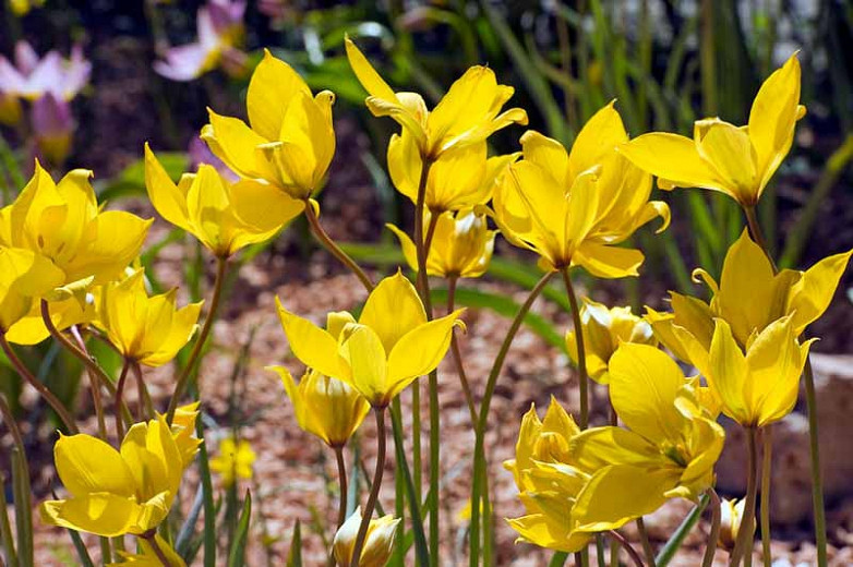 Tulipa sylvestris (Botanical Tulip)